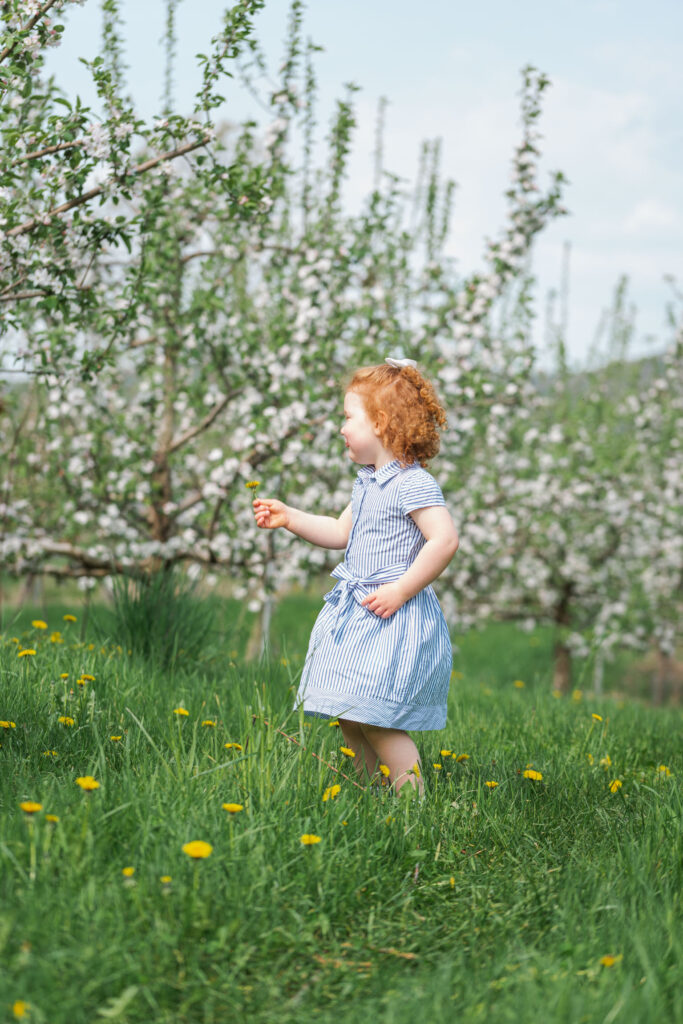 little redhead girl looking at apple blossoms at riverview farm in plainfield nh