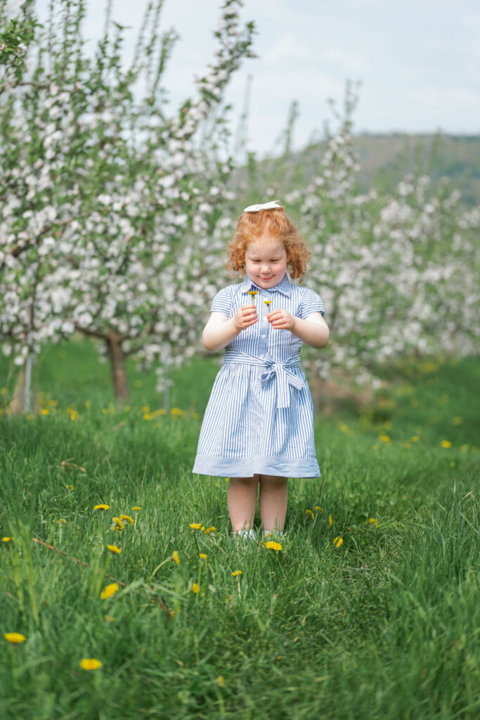 little girl with red hair walking through apple orchard in the spring with white blooms at riverview farm during spring photo session, upper valley