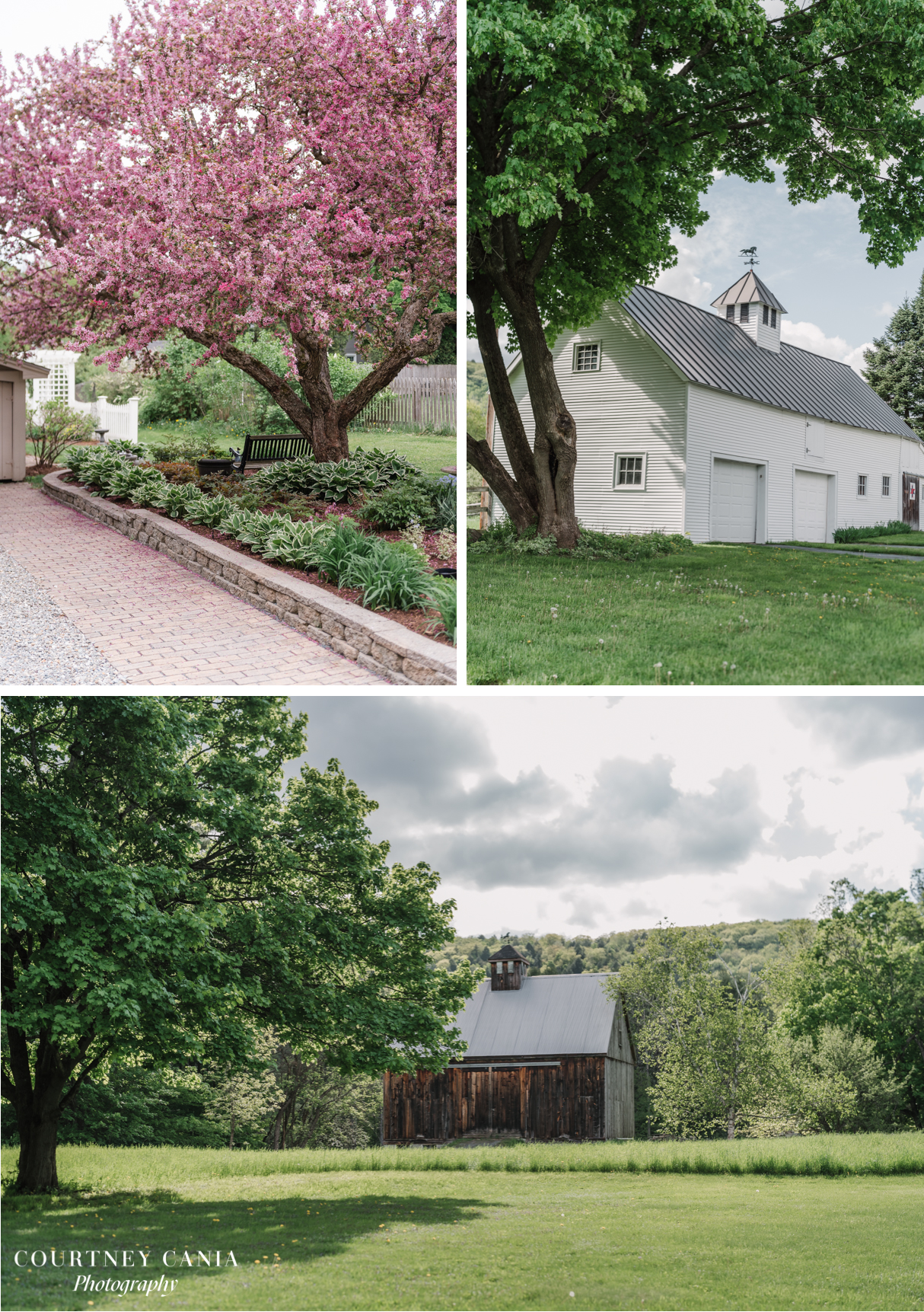 blooming cherry tree, white and brown barn set the stage for wedding day