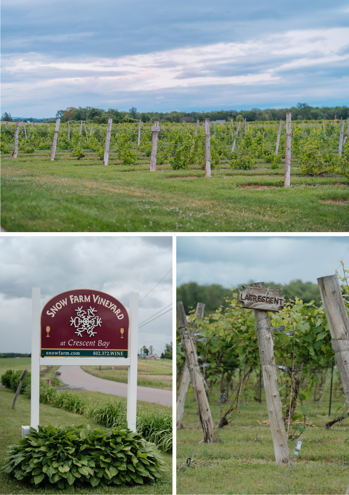 Snow Farm Vineyard Wedding Venue in South Hero Vermont