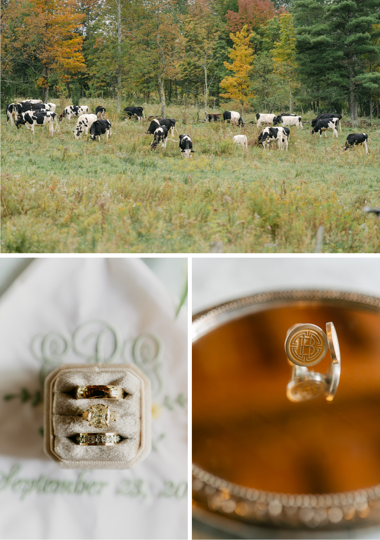 vermont wedding at Inn at round barn farm cows in field and wedding rings and cufflinks